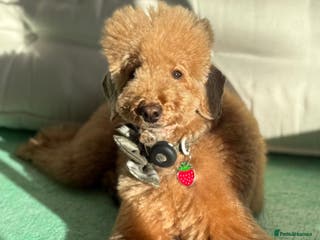 Toy Poodle dogs ❤️ Exceptional Asian Red Toy Poodle Puppies ❤️ - Advert 9