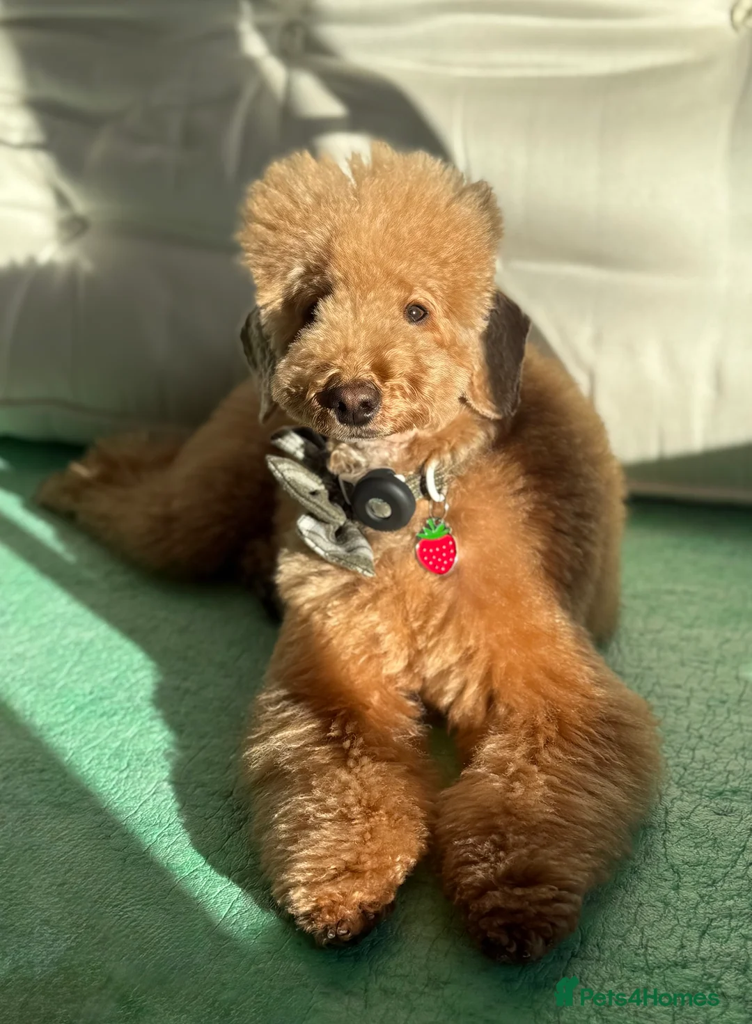 Toy Poodle dogs for sale: ❤️ Exceptional Asian Red Toy Poodle Puppies ❤️ - Advert 3