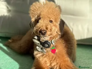 Toy Poodle dogs ❤️ Exceptional Asian Red Toy Poodle Puppies ❤️ - Advert 16