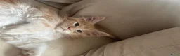 Maine Coon cats for sale:     ✨TICA Maine Coon Kittens | Licensed Breeder✨ - Advert 3