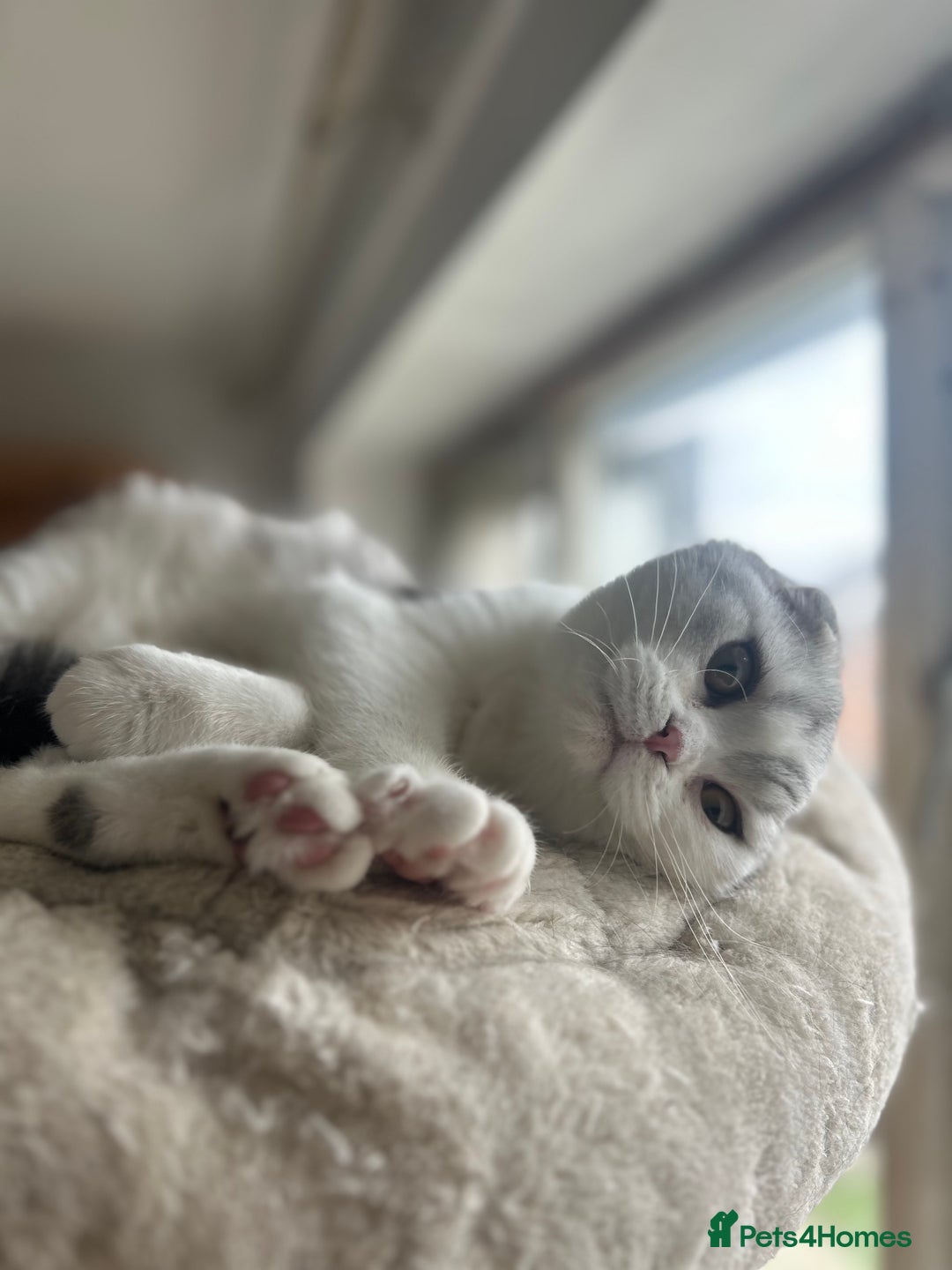 Scottish Fold cats for sale: Kittens Ready for Their Forever Homes - Image 22