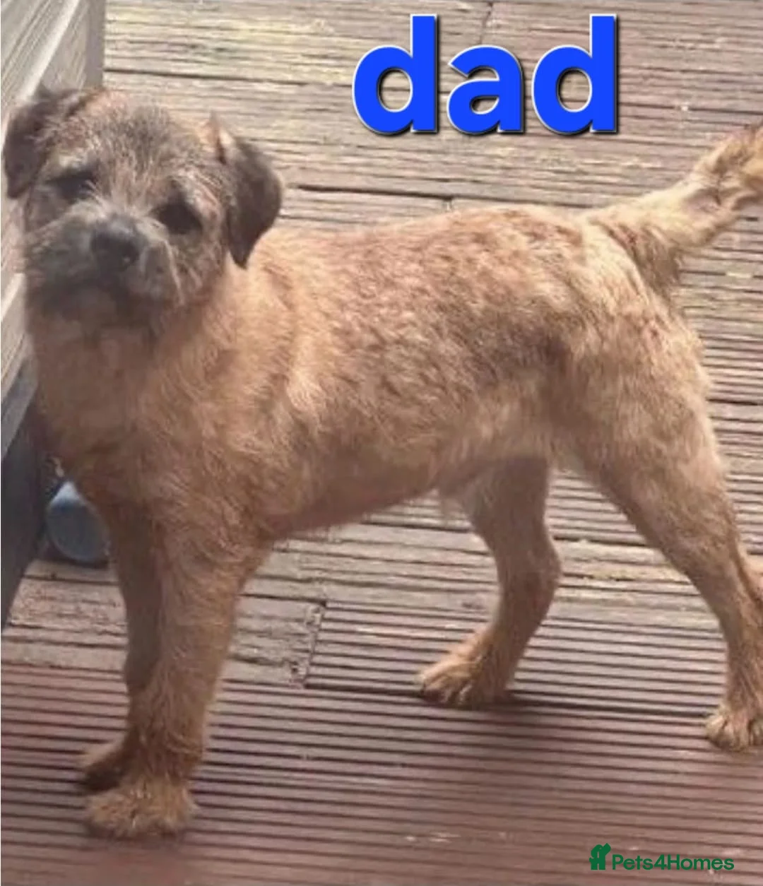 Border Terrier dogs for sale: Border terrier puppies for sale in Ashford - Advert 11