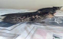 Mixed Breed cats for sale: Maine Coon Cross Kittens  - Image 12