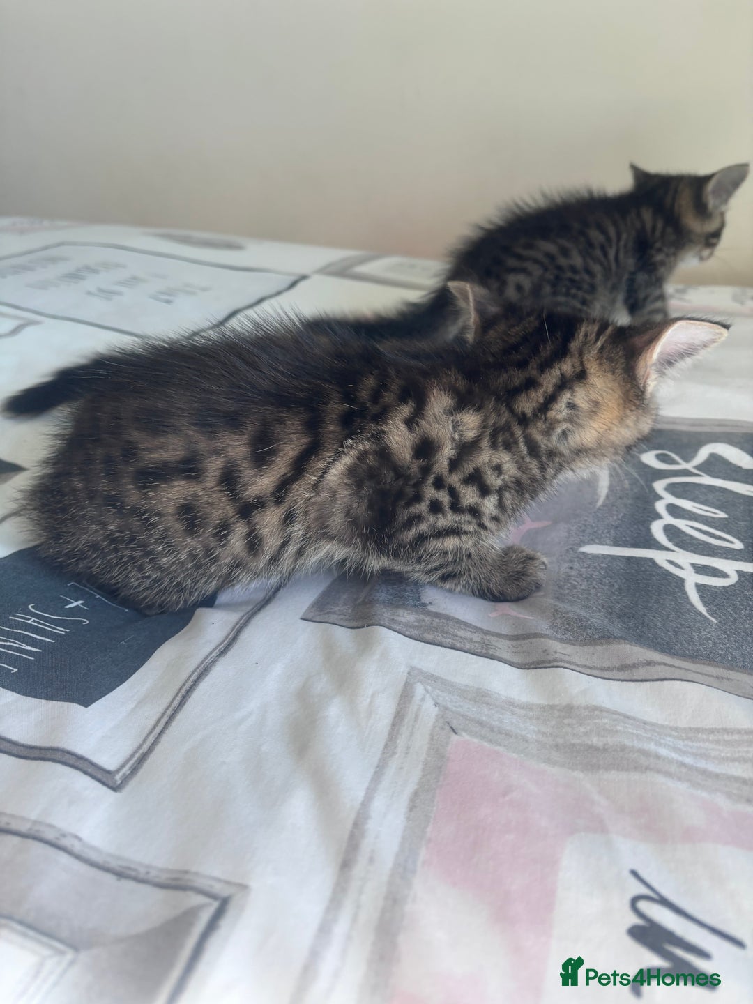 Mixed Breed cats for sale: Maine Coon Cross Kittens  - Image 12