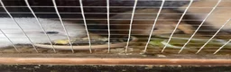 Mini Lop rabbits for sale: 2 mini lop bunnies - Advert 17