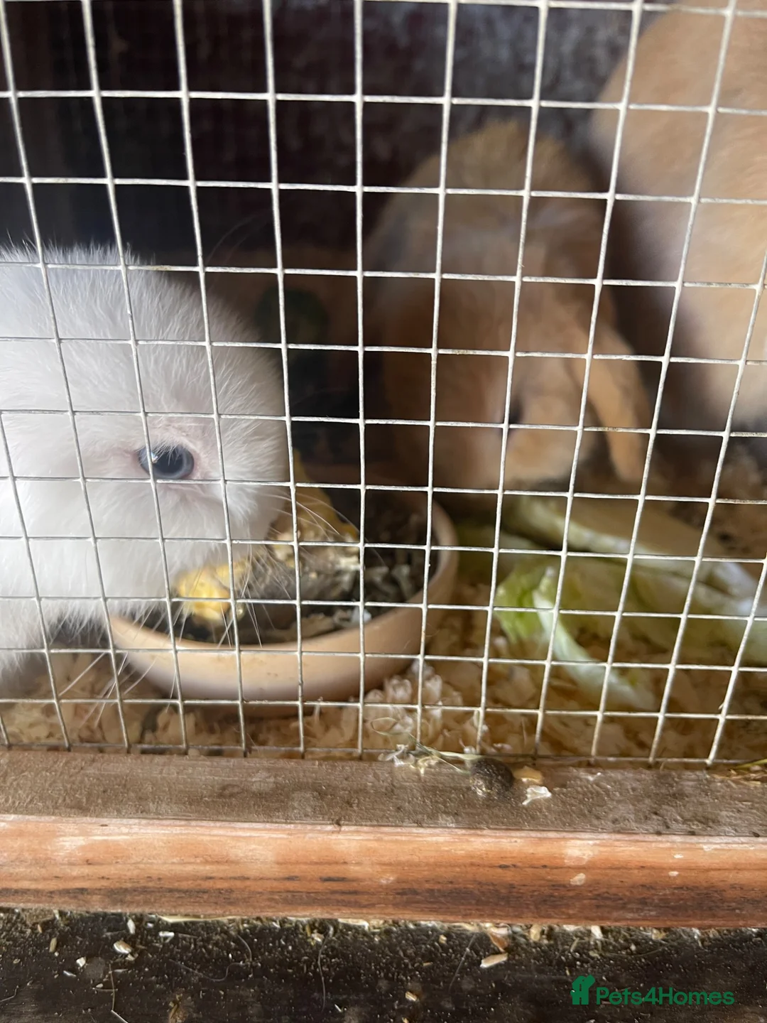 Mini Lop rabbits for sale: 2 mini lop bunnies - Advert 17
