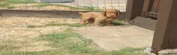 Cocker Spaniel dogs for sale: 4 Red Working Cocker Spaniel Boys - Advert 16