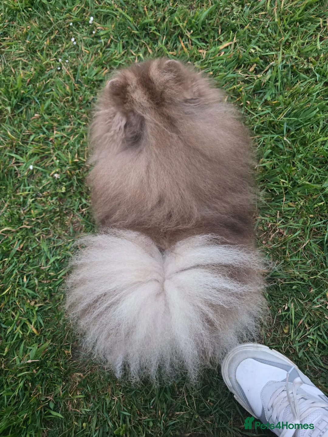 Pomeranian dogs for sale: KC Young Adult Male and Female six mo - Advert 19