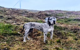 Great Dane dogs for sale: Beautiful Merle Female Great Dane  - Image 6