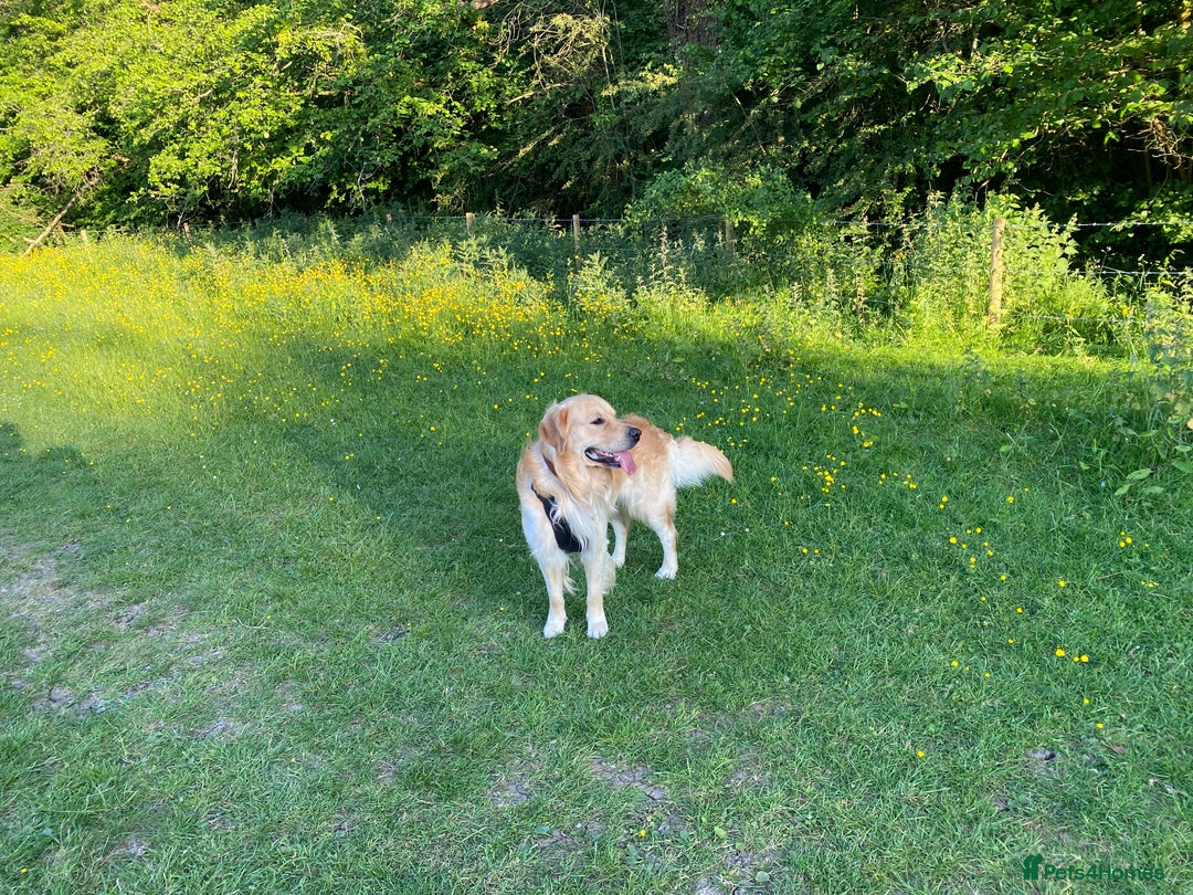 Golden Retriever dogs for stud: Beautiful Golden Retriever stud - Advert 10