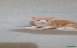 Mixed Breed cats for sale: Little kitten ready 10th August read listing  - Image 2