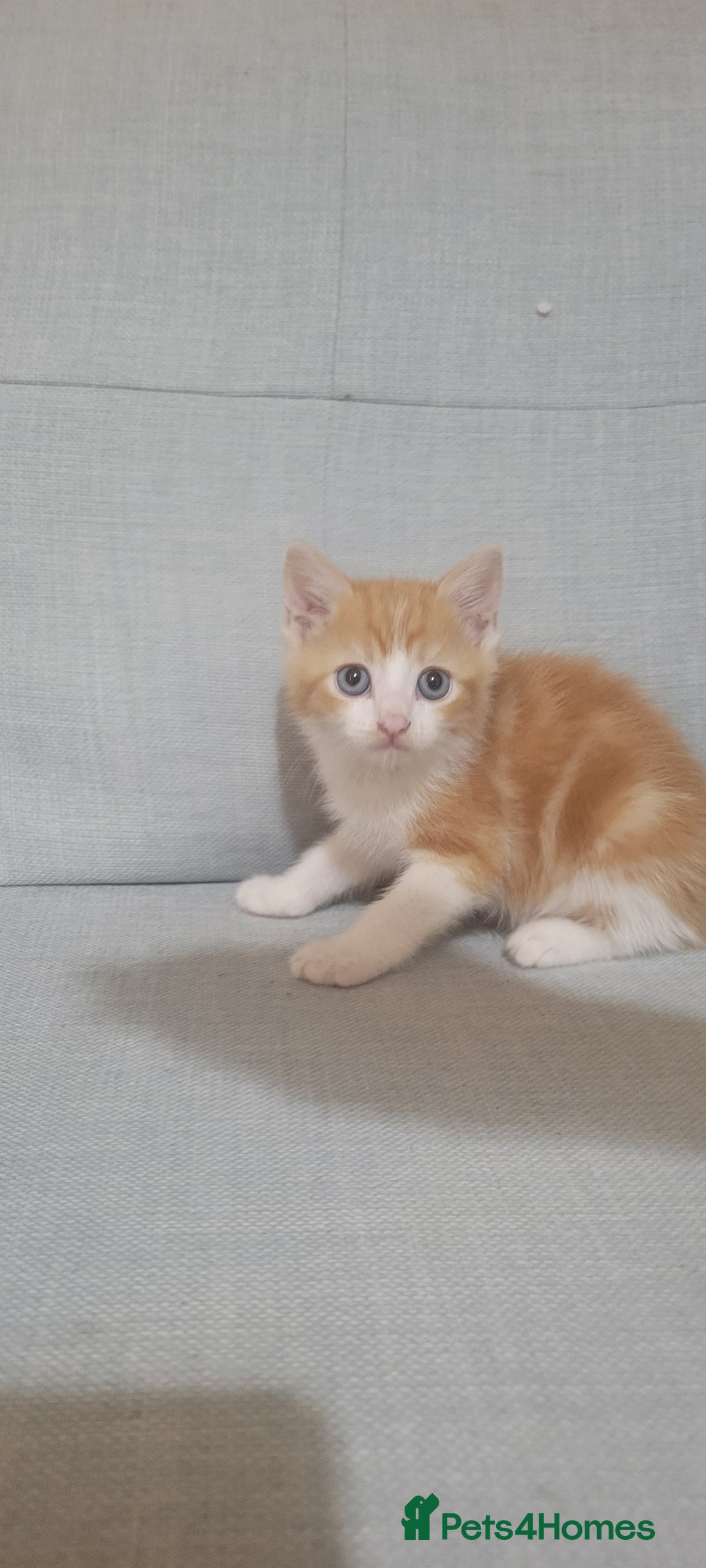 Mixed Breed cats for sale: Little kitten ready 10th August read listing  - Image 2