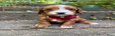 Cavapoo 5