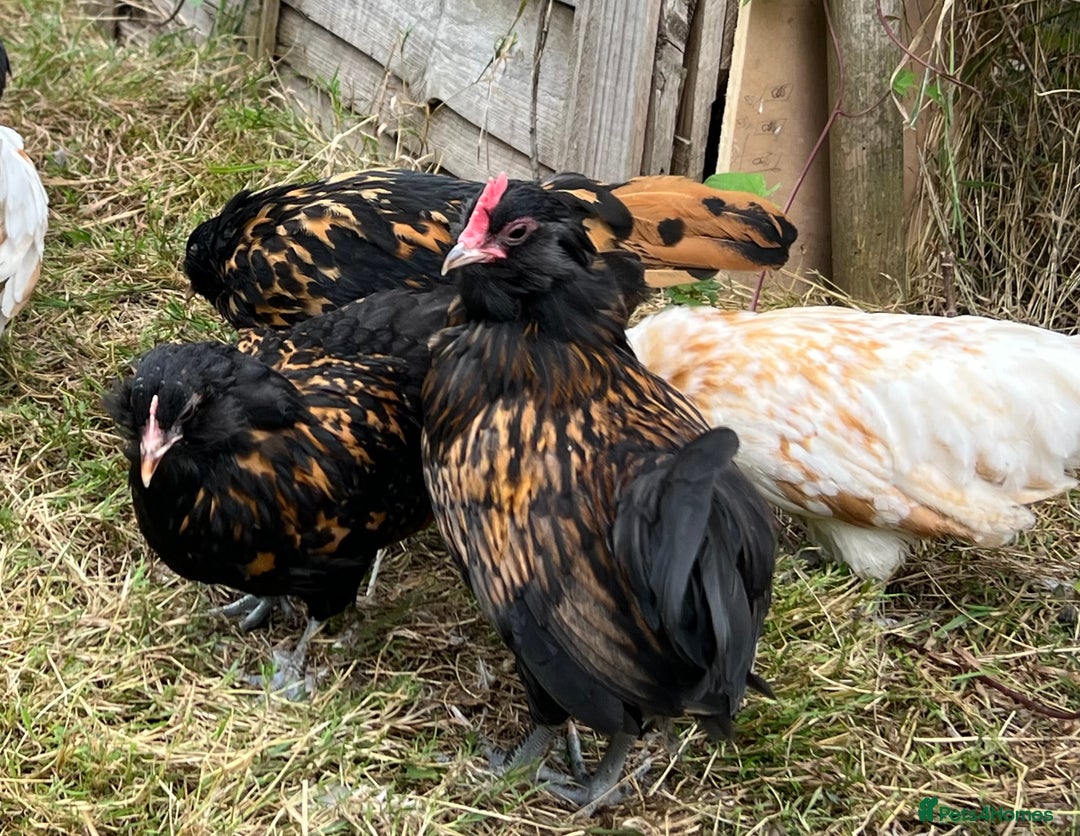 Chickens poultry for sale: Rare Breed Thuringian Chamois & Black Chickens  - Image 12