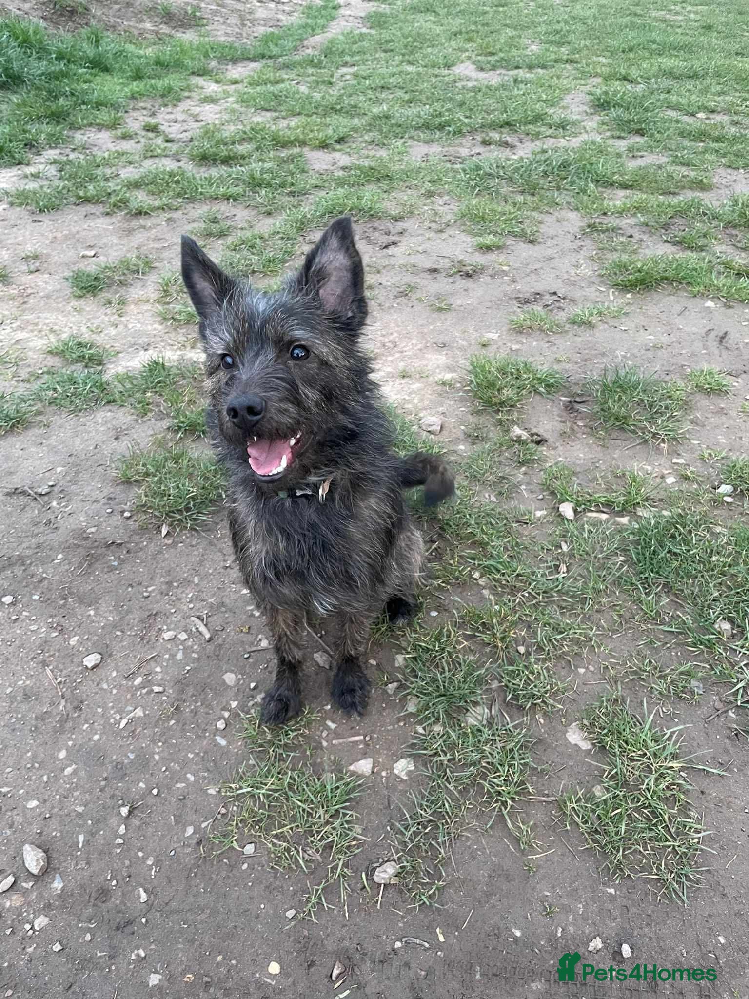 Mixed Breed dogs MAGGIE - SCRUFFY SWEET AND READY FOR LOVE - Advert 1