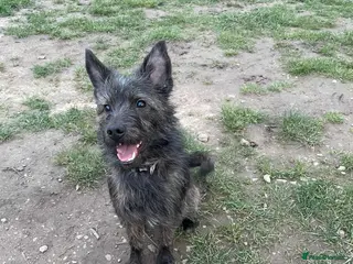 Mixed Breed dogs MAGGIE - SCRUFFY SWEET AND READY FOR LOVE - Advert 1