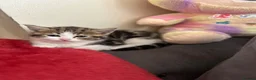 Mixed Breed cats for sale: Kittens  in Rochdale - Advert 5