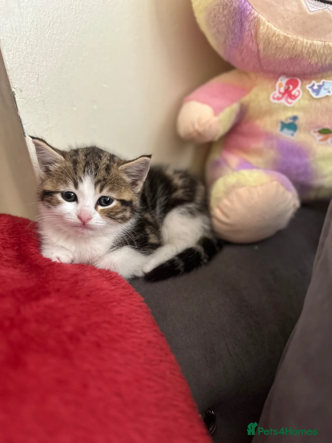 Mixed Breed cats for sale: Kittens  in Rochdale - Advert 5