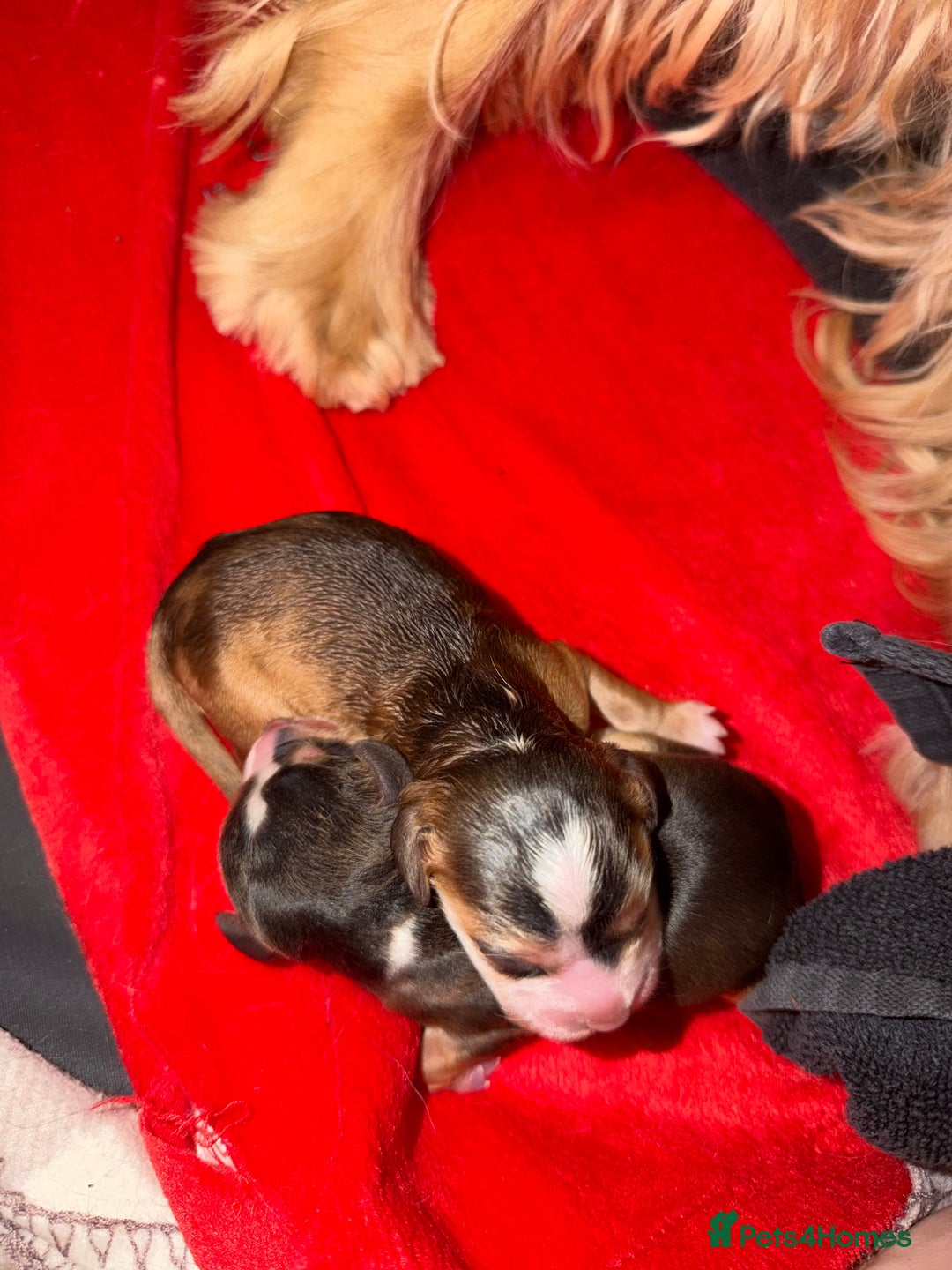 Cocker Spaniel dogs for sale: Showtype Cocker spaniel pups KC registered  - Advert 10