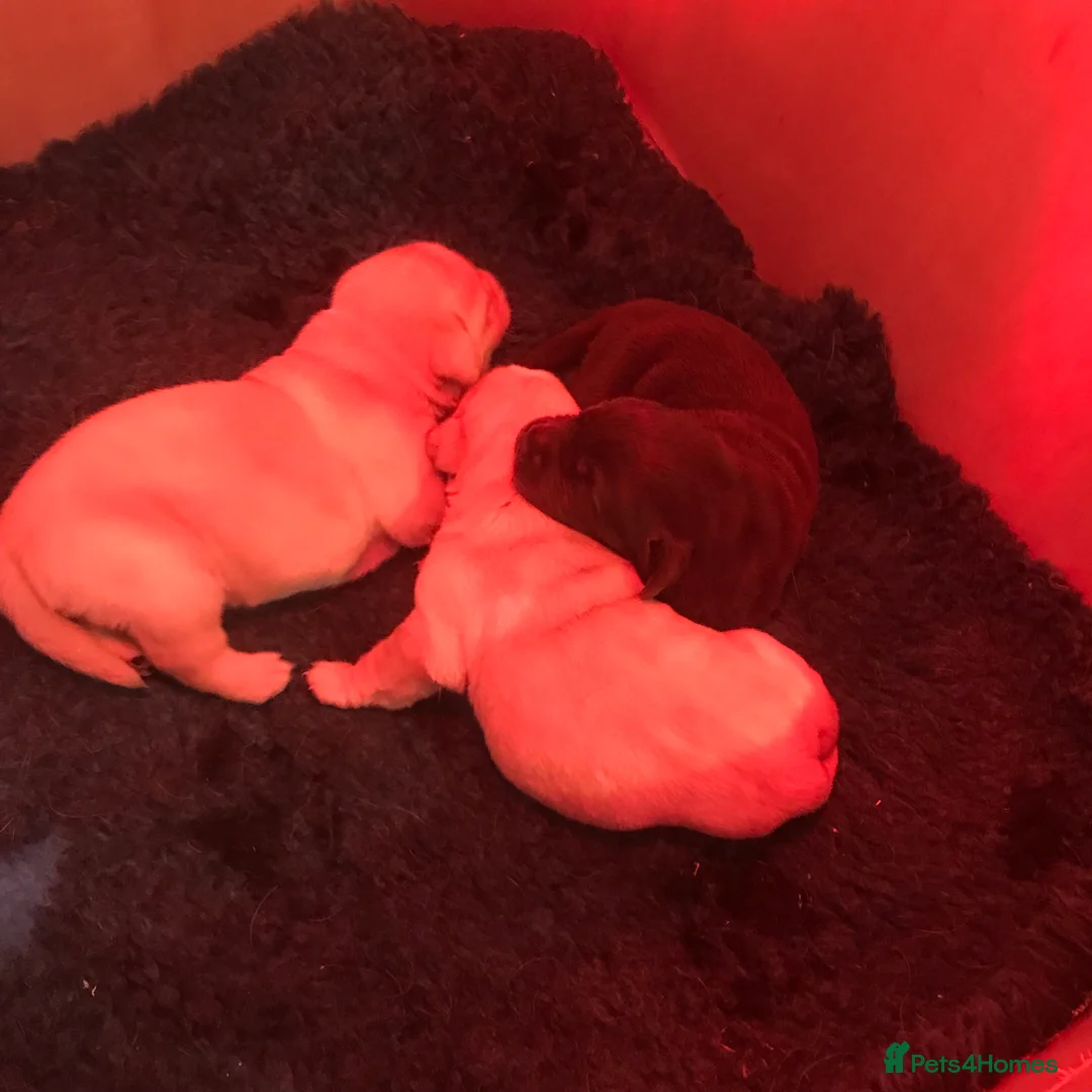 Labrador Retriever dogs for sale: yellow dog and one chocolate bitch available  - Advert 2