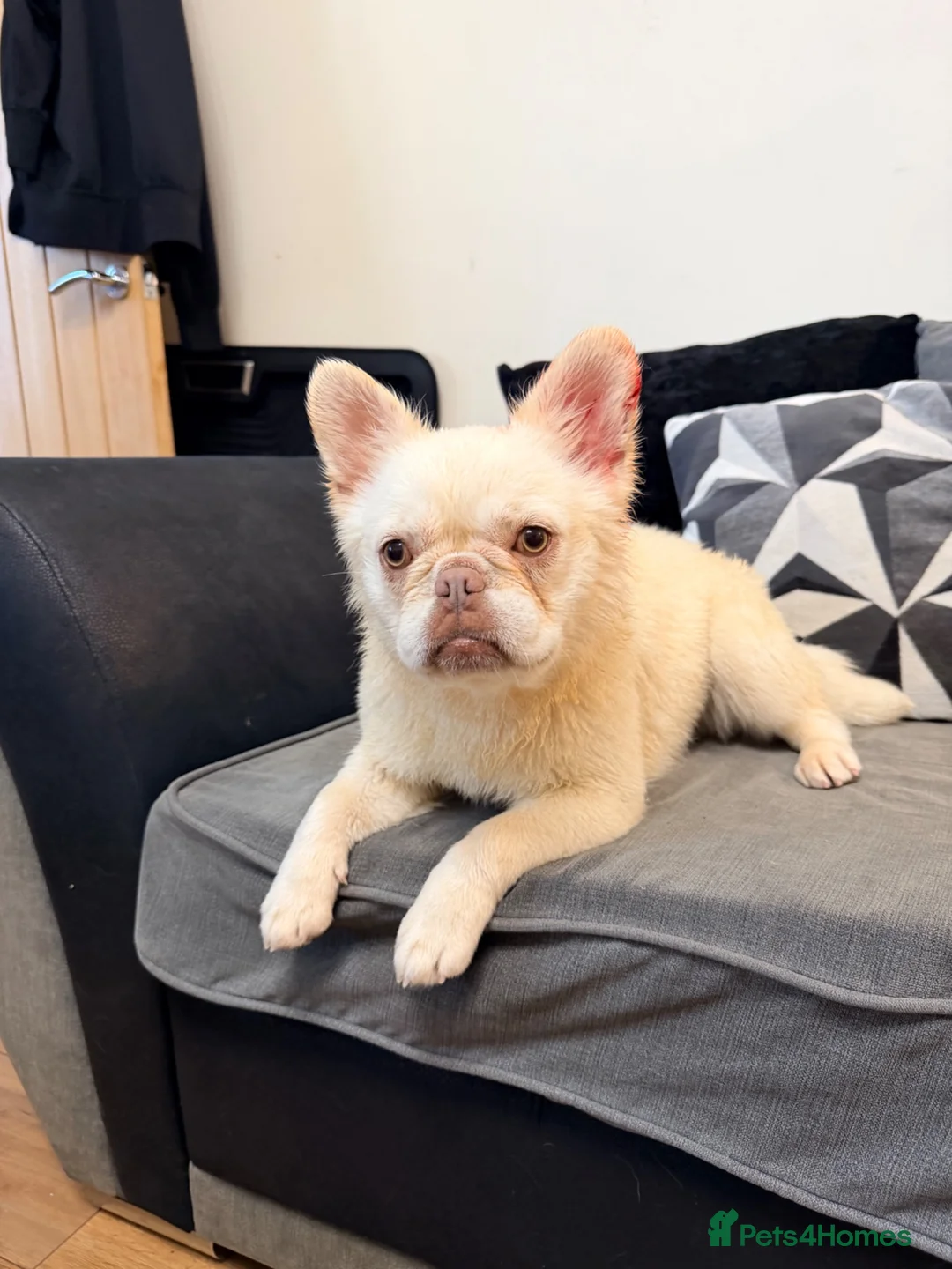 Frug dogs for sale: Rare breed * FLUFFY FRENCH / PUG FOR SALE  - Advert 1