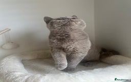 British Shorthair cats for sale: GCCF Registered Lilac British Shorthair Boy - Image 17