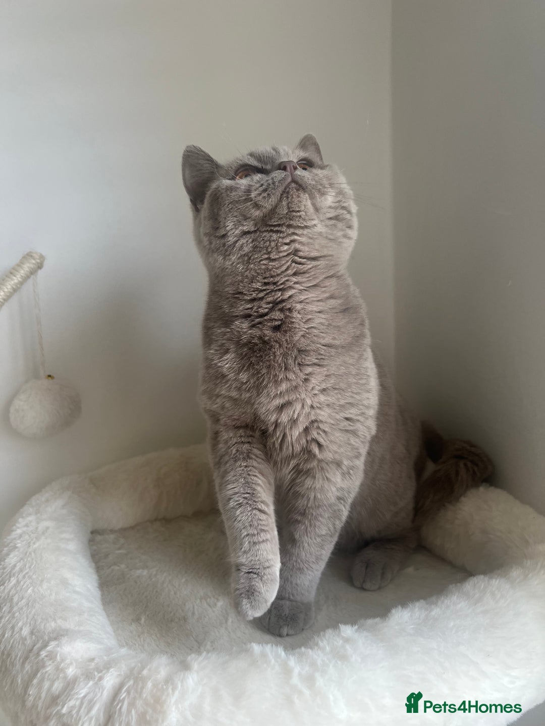 British Shorthair cats for sale: GCCF Registered Lilac British Shorthair Boy - Image 17