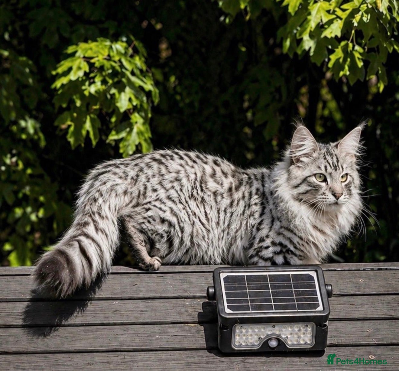 Ragcoon cats Beautiful Ragcoon kittens 🐾  - Advert 1