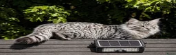 Ragcoon cats for sale: Beautiful Ragcoon kittens 🐾  - Advert 3