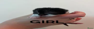 Mixed Breed Kitten 3