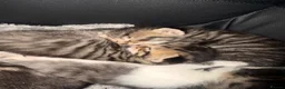 Mixed Breed cats for sale: 4 beautiful kittens  - Advert 2