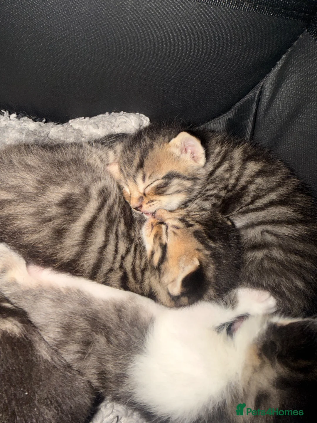 Mixed Breed cats for sale: 4 beautiful kittens  - Advert 2