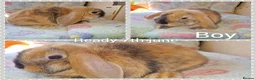 Mini Lop rabbits for sale: Mini lop kits  - Advert 3