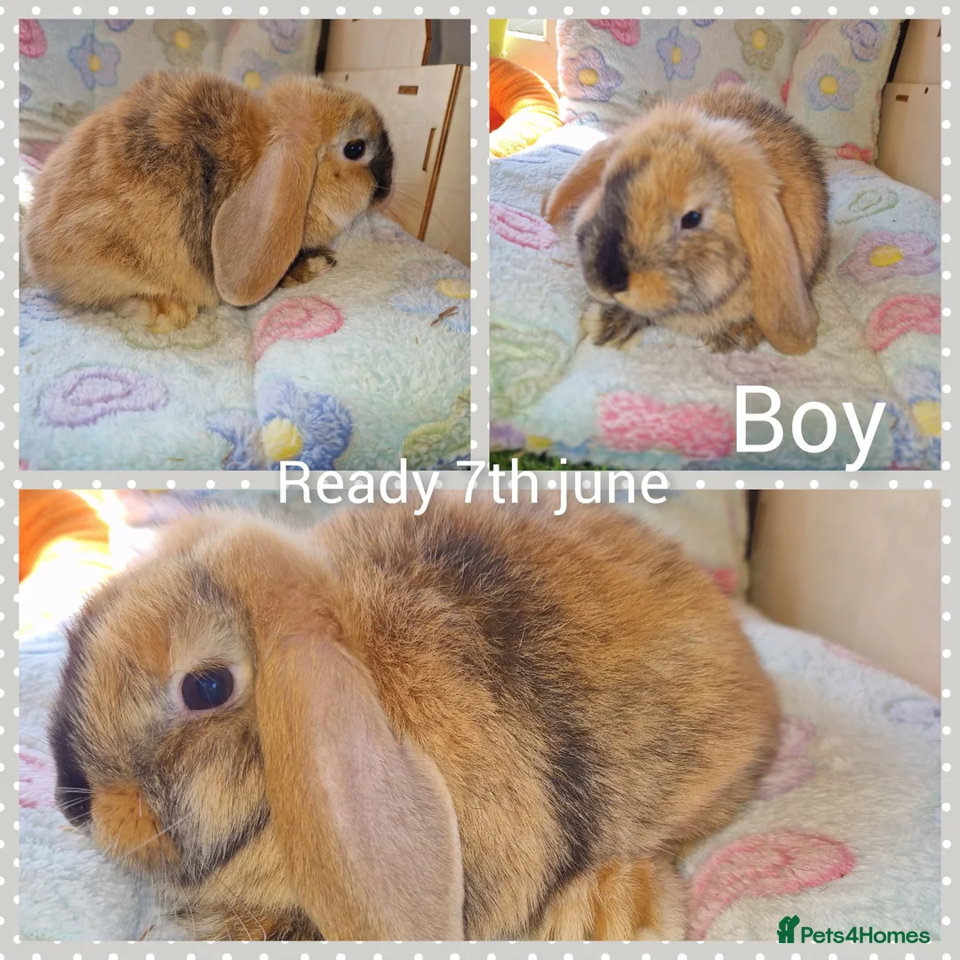 Mini Lop rabbits for sale: Mini lop kits  - Advert 3