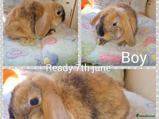 Mini Lop rabbits Mini lop kits - Advert 1
