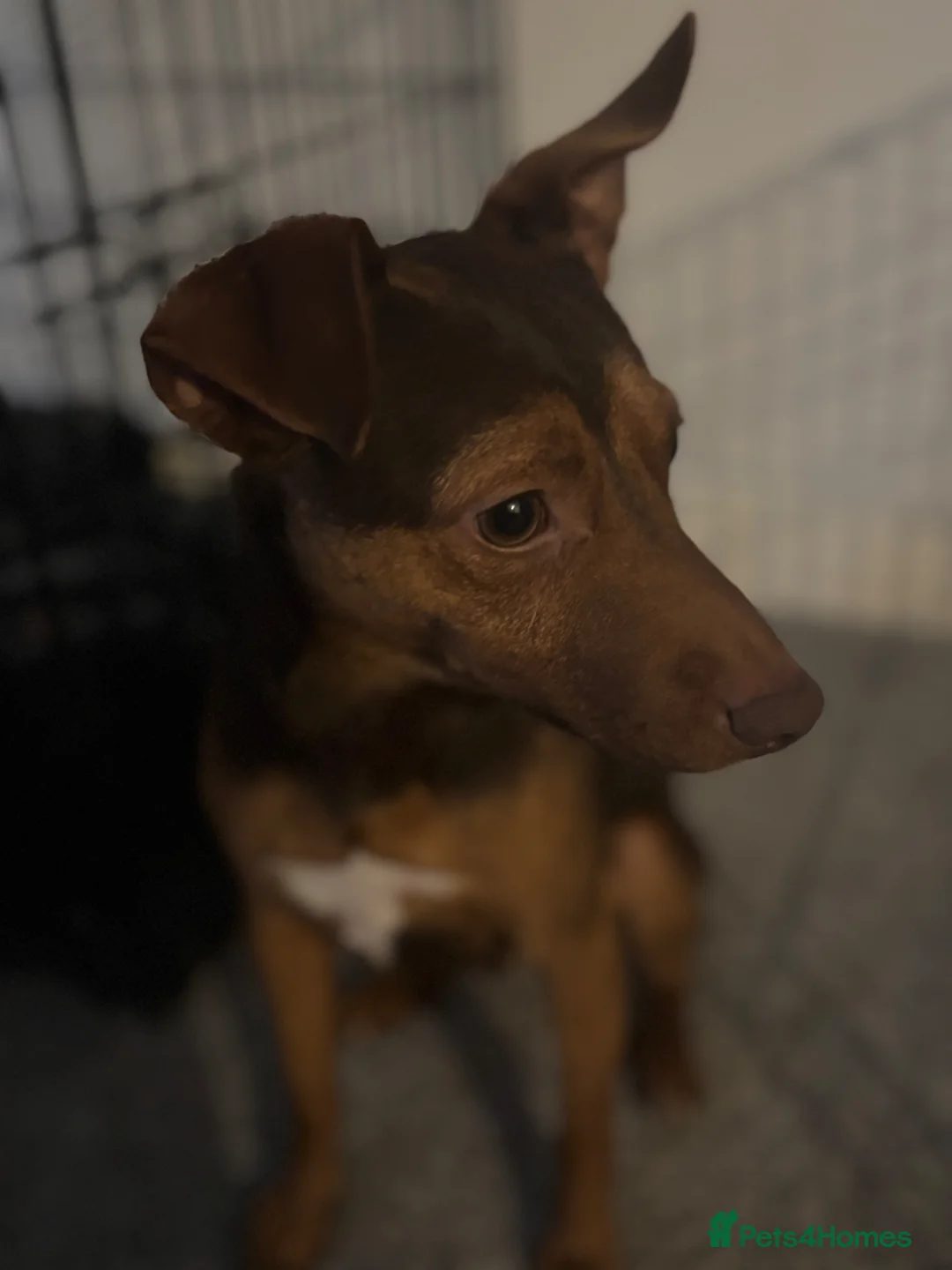 Jack Russell dogs for sale: 19 month old male Jack russel - Advert 6