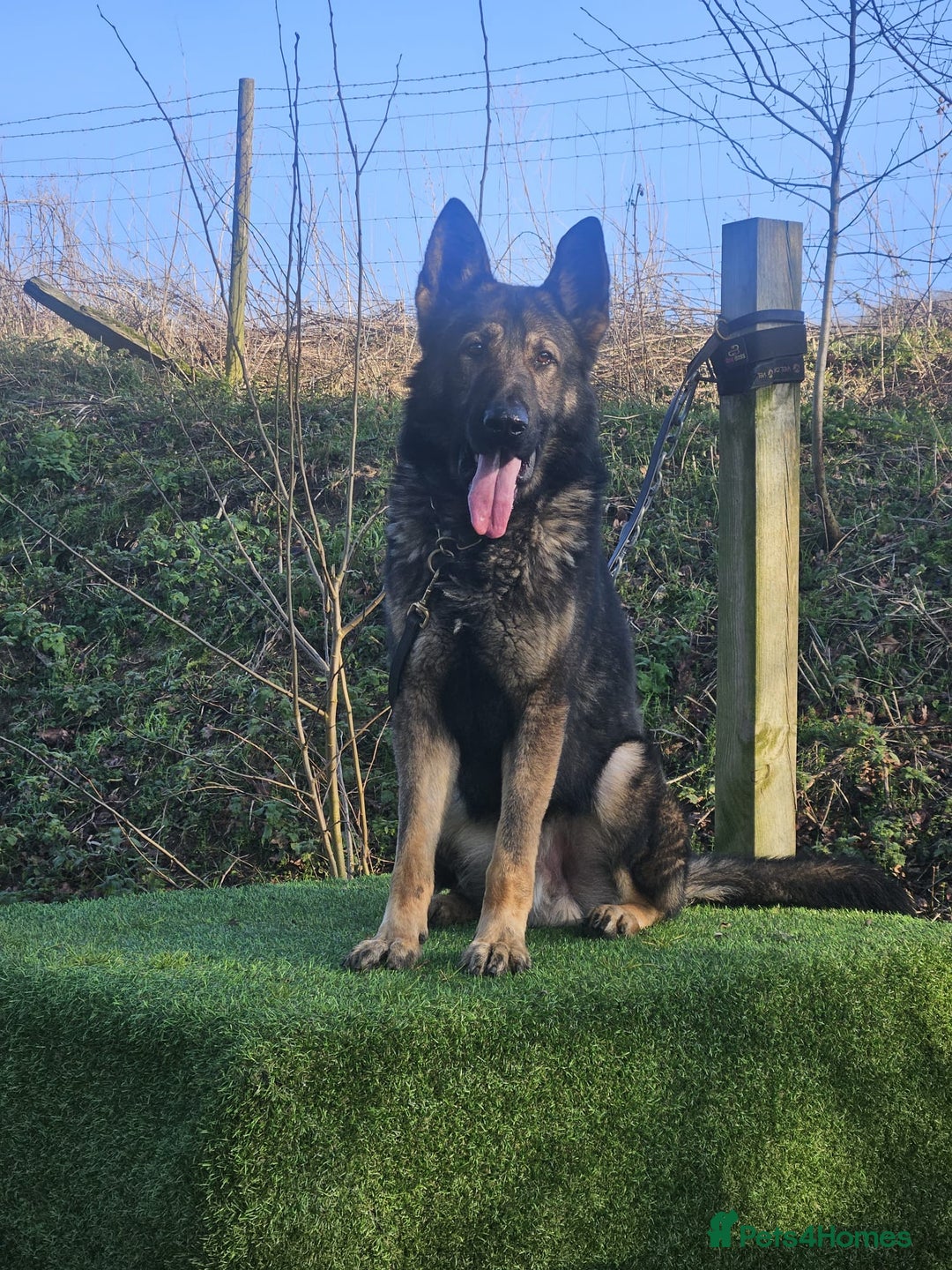 German Shepherd dogs for sale: Superb KC Reg’d German Shepherd - Image 12