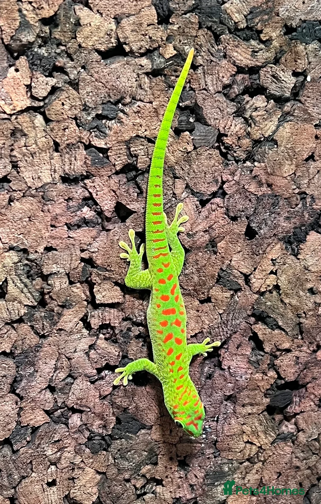 Gecko reptiles for sale: Hi Red Giant Day Geckos - Advert 8