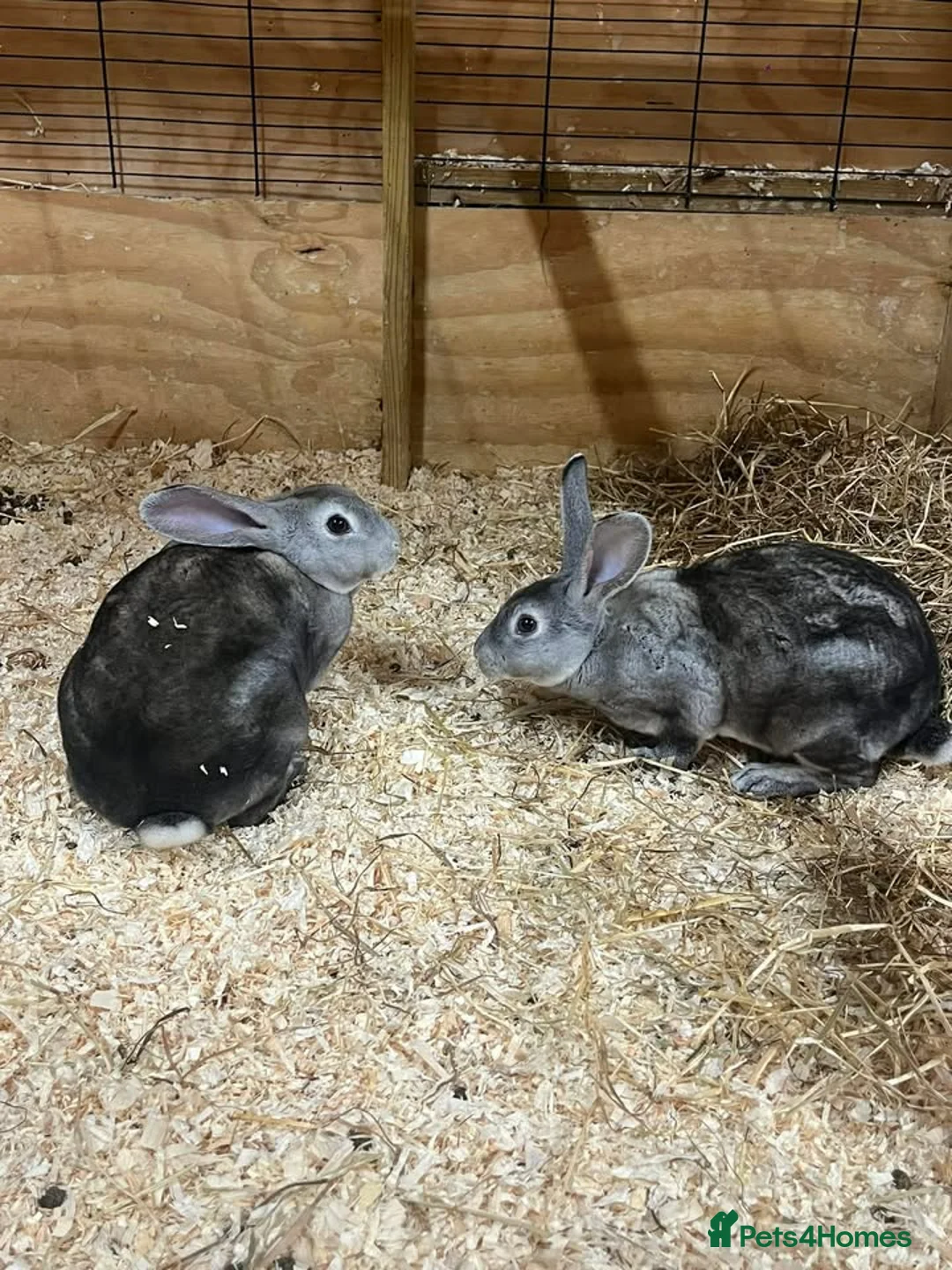 Dutch rabbits for sale: Rabbits for sale  in Northallerton - Advert 1