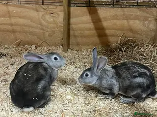 Dutch rabbits Rabbits for sale - Advert 3