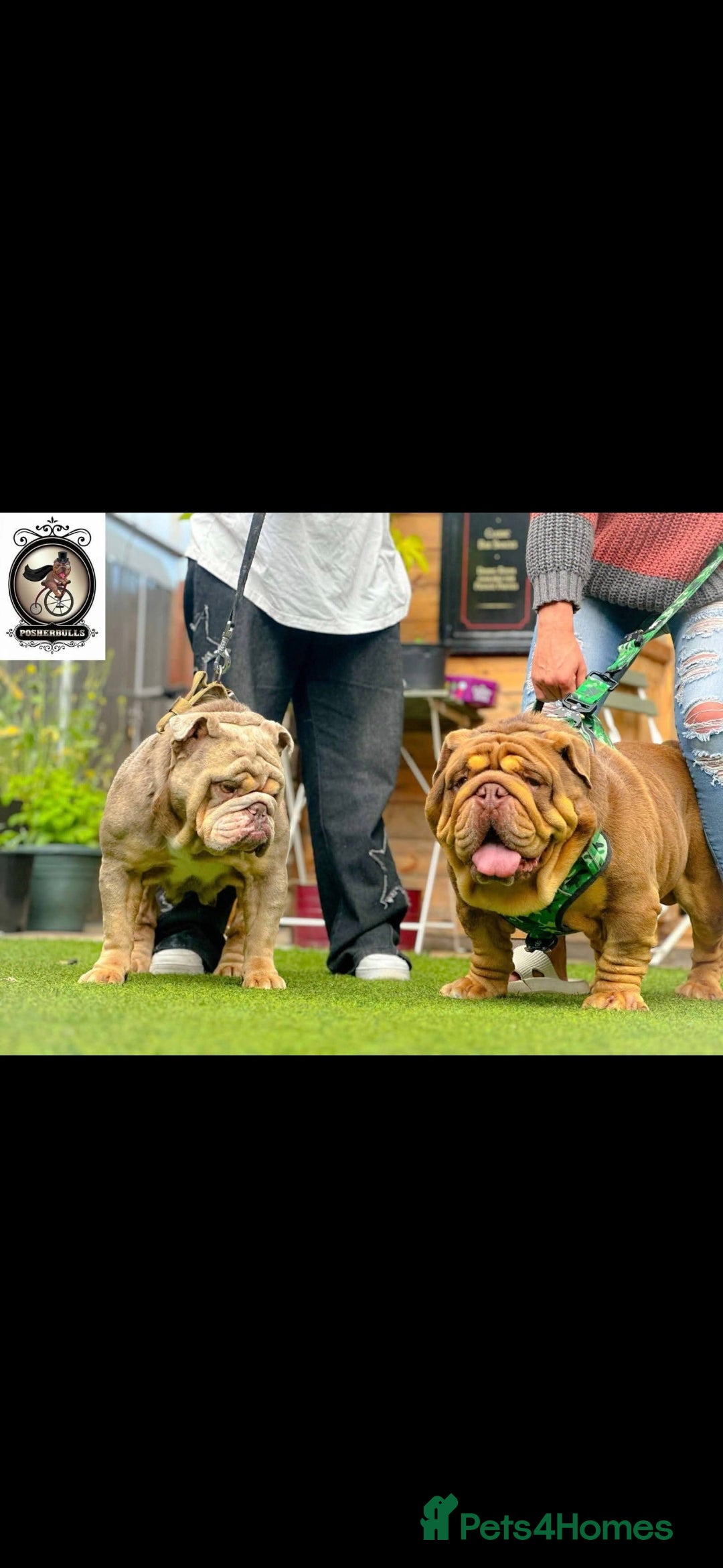 English Bulldog dogs for sale: Merle British Bulldog Pup's  - Image 1