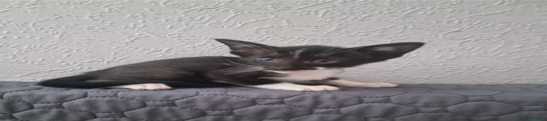 Oriental Kitten 4