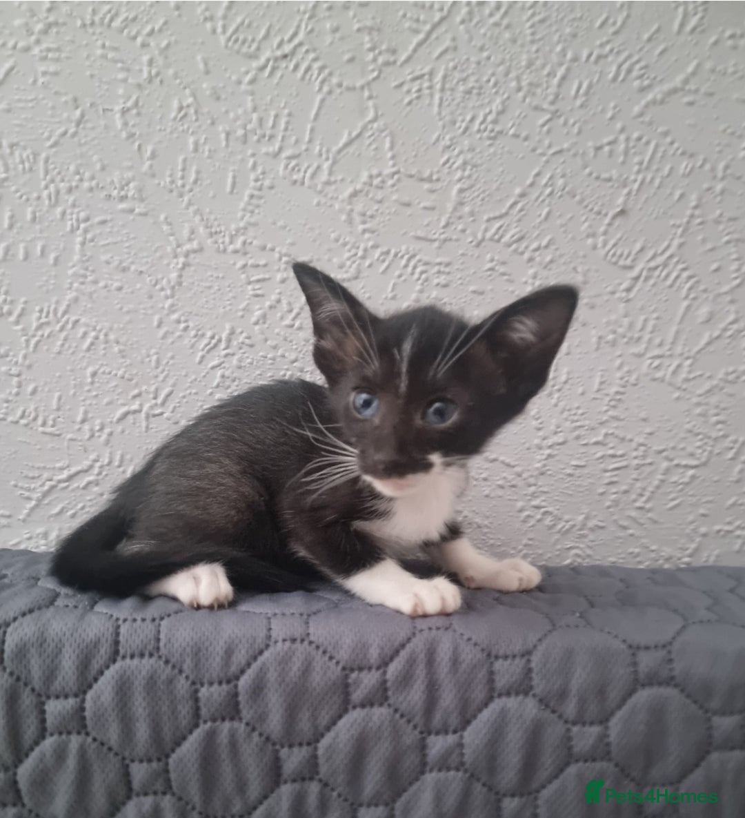 Oriental cats for sale: Oriental kittens - Image 8