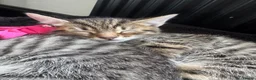 Mixed Breed cats for sale: 5 beautiful tabby kittens  - Advert 19