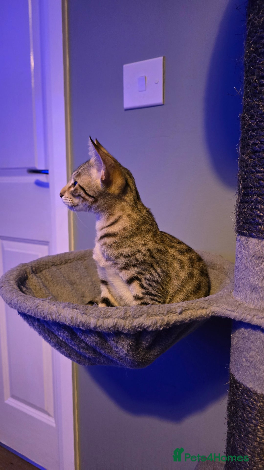 Savannah cats for sale: Savannah kittens F8 - Ready to leave!  - Advert 2