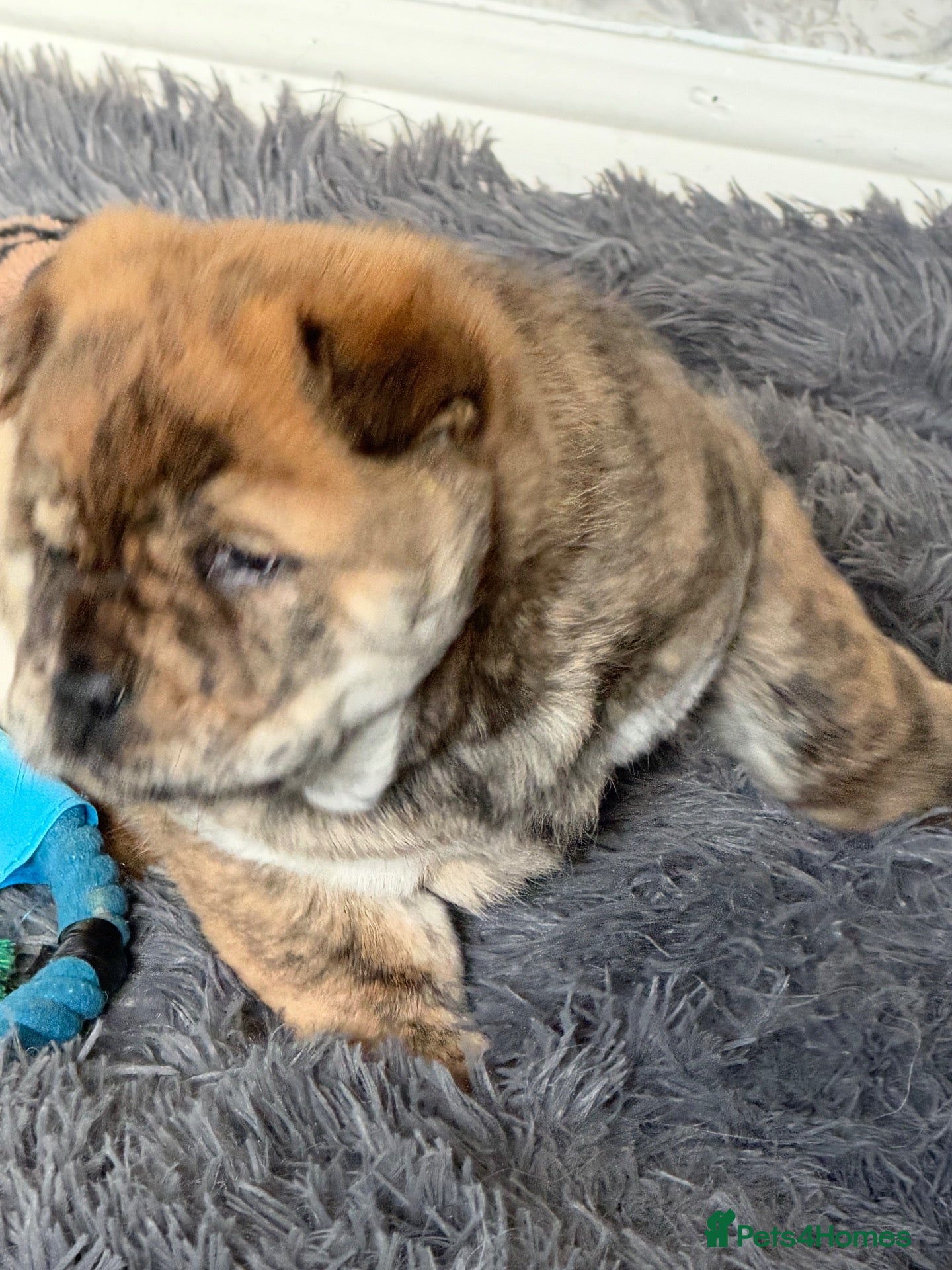 Chow Chow dogs Chowski puppies  - Advert 2
