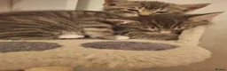 Mixed Breed cats for sale: Kittens in Walton-on-Thames - Advert 11