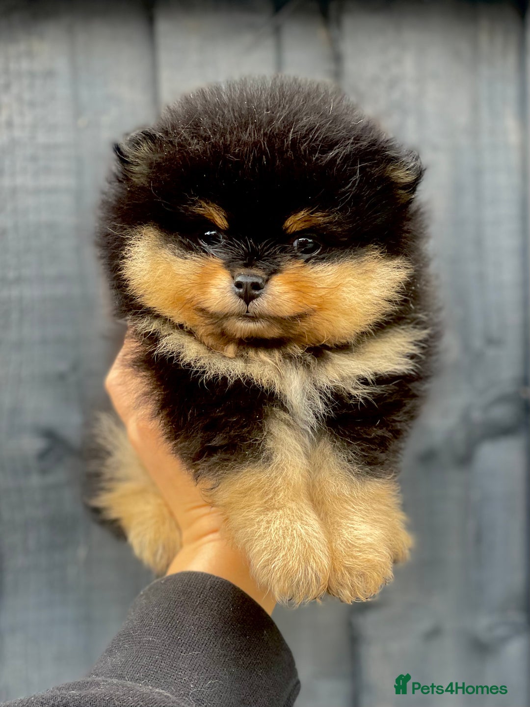 Pomeranian dogs for stud: Orange Pomeranian KC Registered CHAMPION Bloodline in Manchester - Advert 15