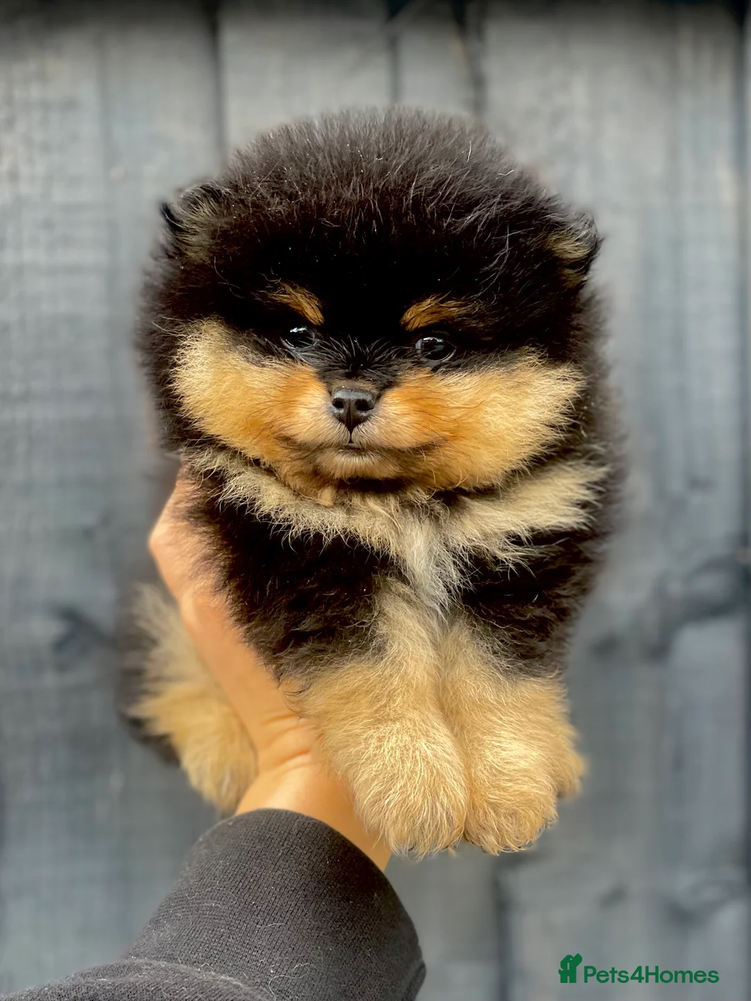 Pomeranian dogs for stud: Orange Pomeranian KC Registered CHAMPION Bloodline in Manchester - Advert 15
