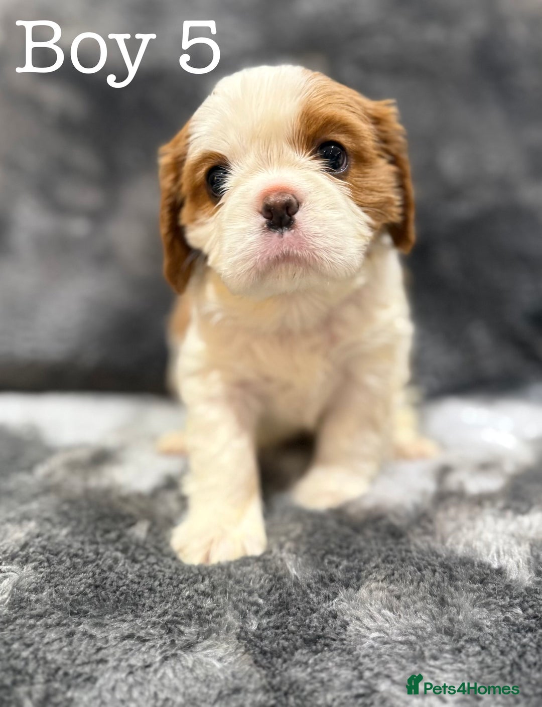 Cavalier King Charles Spaniel dogs for sale: Cavalier King Charles Spaniel  - Advert 5